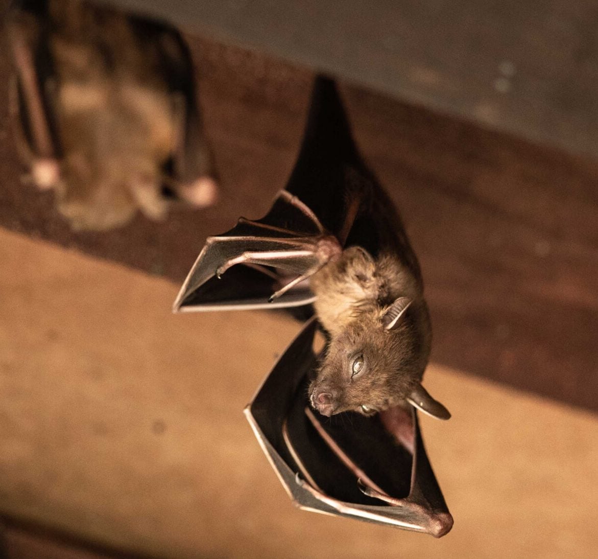 Wildlife-Bats in Baltimore